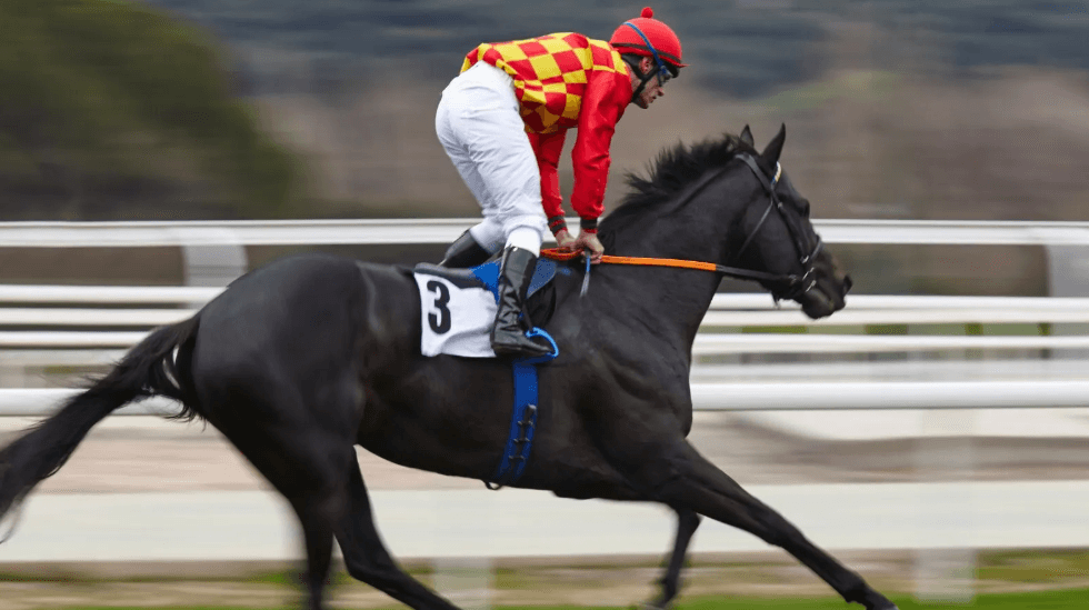 The Role of the Owner in Horse Racing