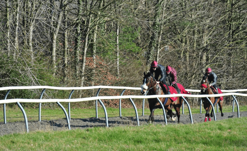 How Horse Racing Training Works: Behind the Scenes