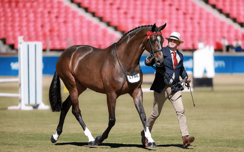 How to Spot a Potential Champion Horse