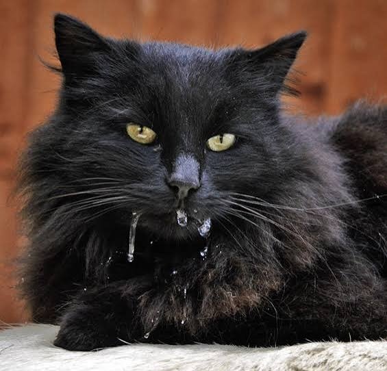 Behavioral Patterns and Physiological Responses of Cats